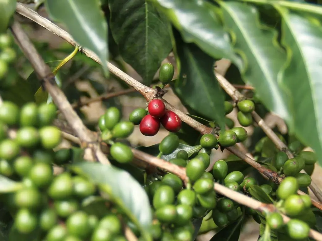 Frutos de café maduros