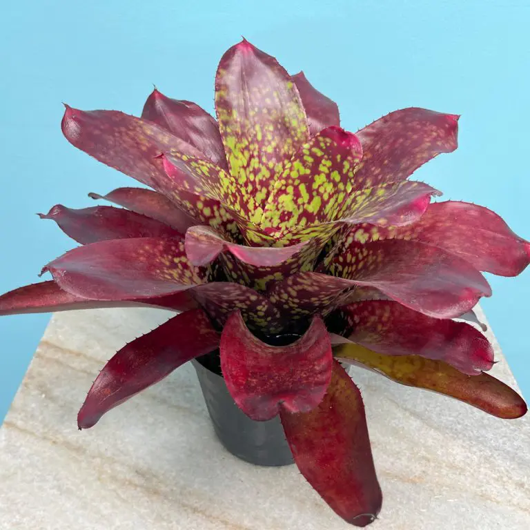 Neoregelia Rosa Grande bromelia tropical de hojas rojas con manchas verdes