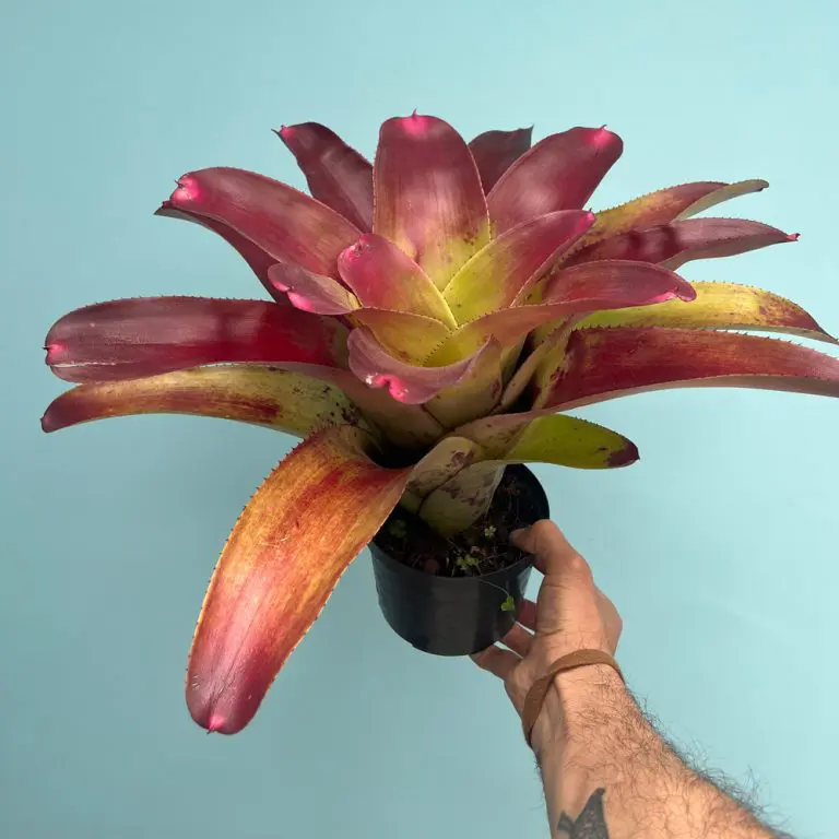 Neoregelia johannis bromelia mediana cultivada a pleno sol con hojas rojas y doradas