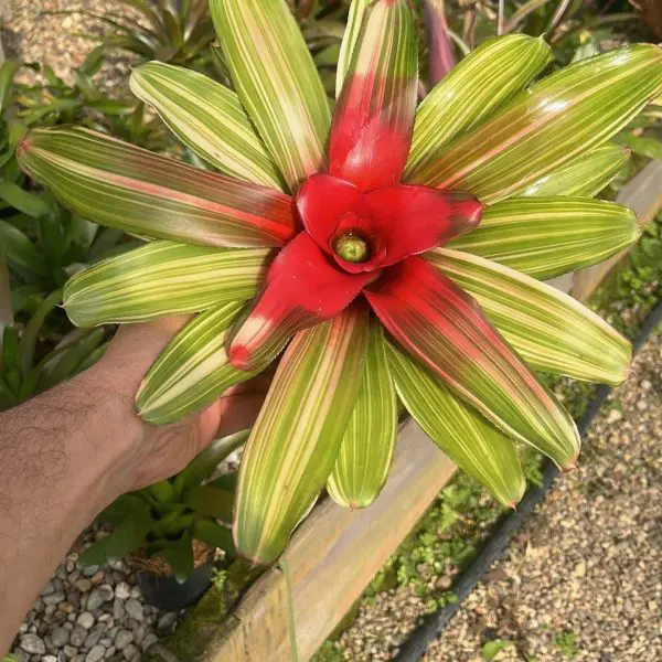 Neoregelia carolinae Tricolor adulta en floración con hojas variegadas y centro rojo