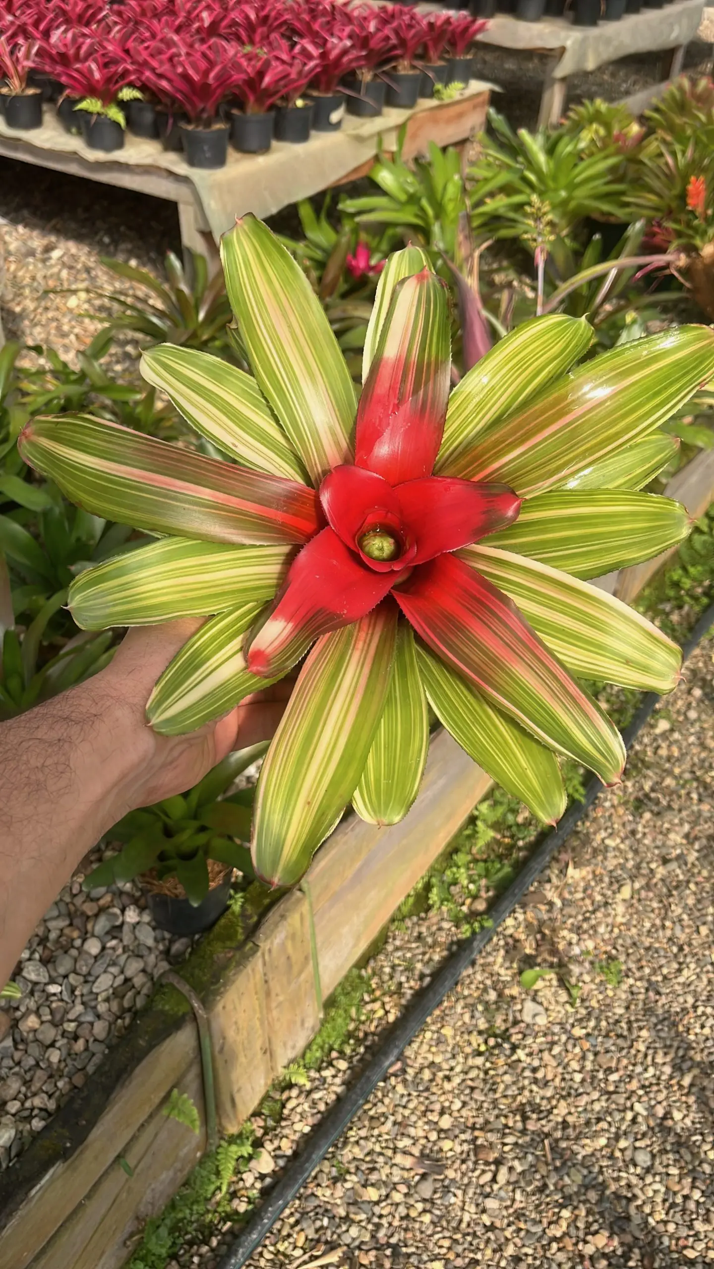 Neoregelia carolinae Tricolor adulta en floración con hojas variegadas y centro rojo