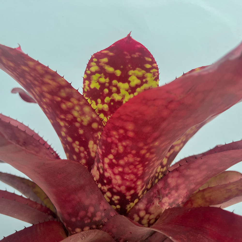 Detalle de las hojas rojas con puntos verdes de la Neoregelia Rosa Grande