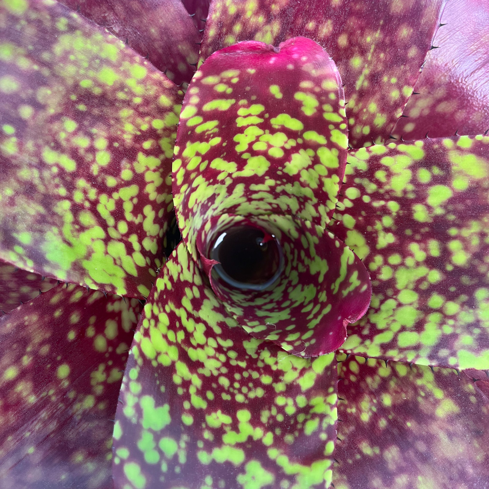 Neoregelia Rosa Grande bromelia ornamental en maceta, ideal para interiores y jardines tropicales