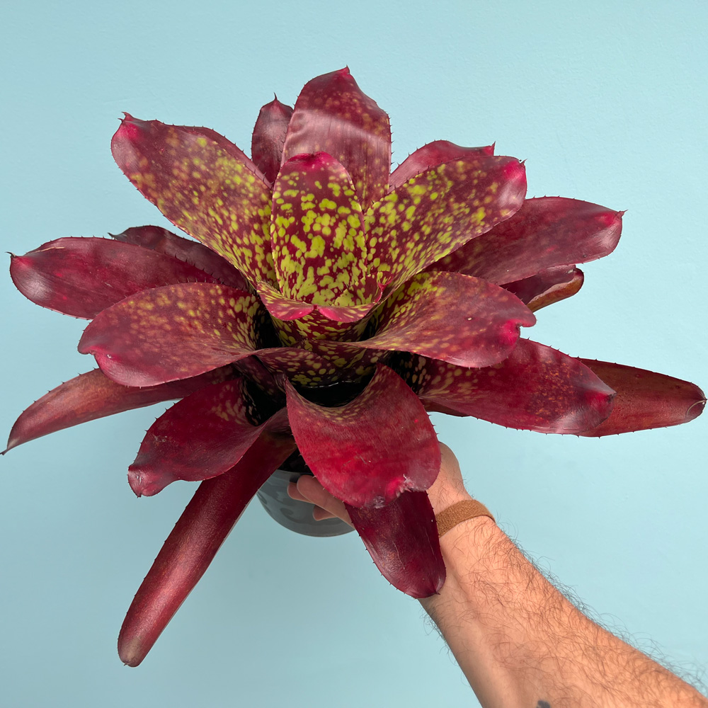 Bromelia Neoregelia Rosa Grande de gran colorido para proyectos de paisajismo tropical