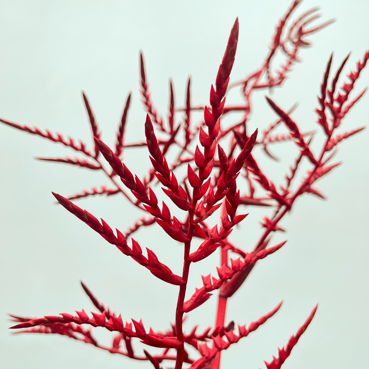 Detalle de la inflorescencia roja de Racinaea fraseri
