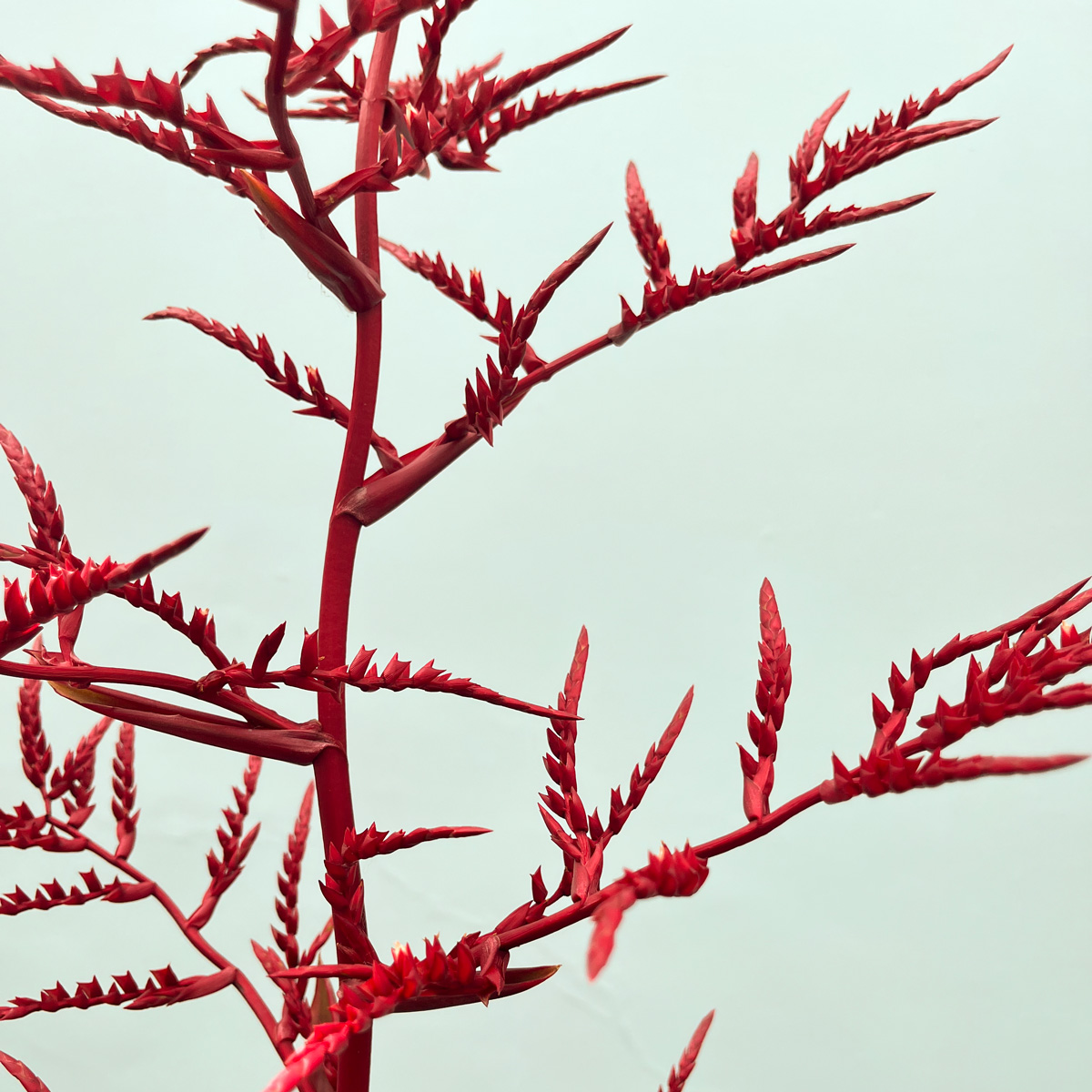 Estructura de la inflorescencia de Racinaea fraseri