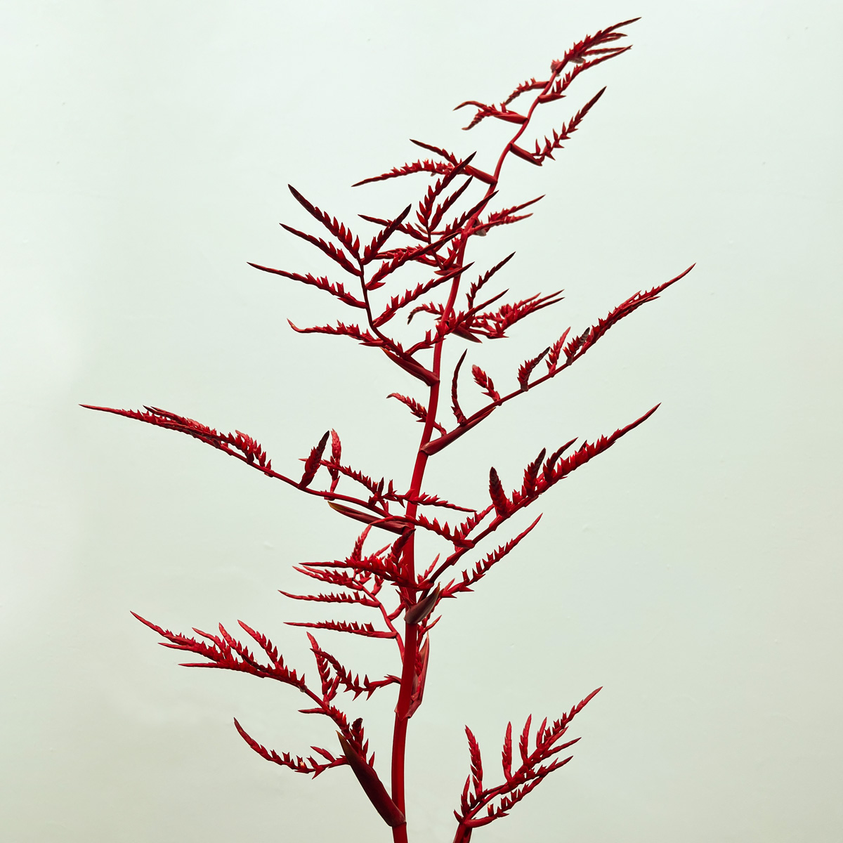 Vara floral de Racinaea fraseri de gran formato