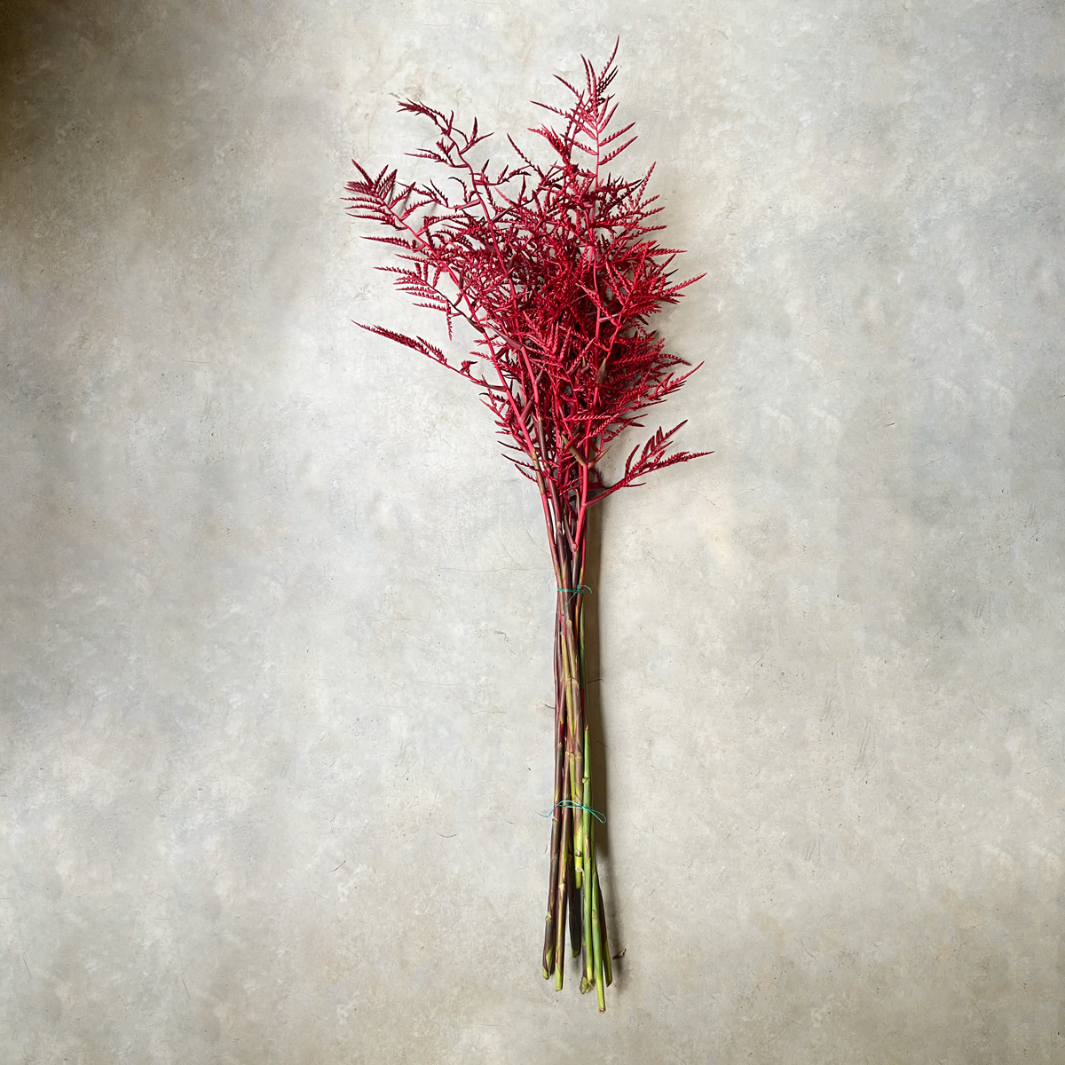 Varas de Racinaea fraseri agrupadas como flor de corte